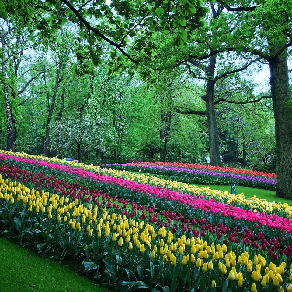 Tulipanes de colores en los jardines de Keukenhof