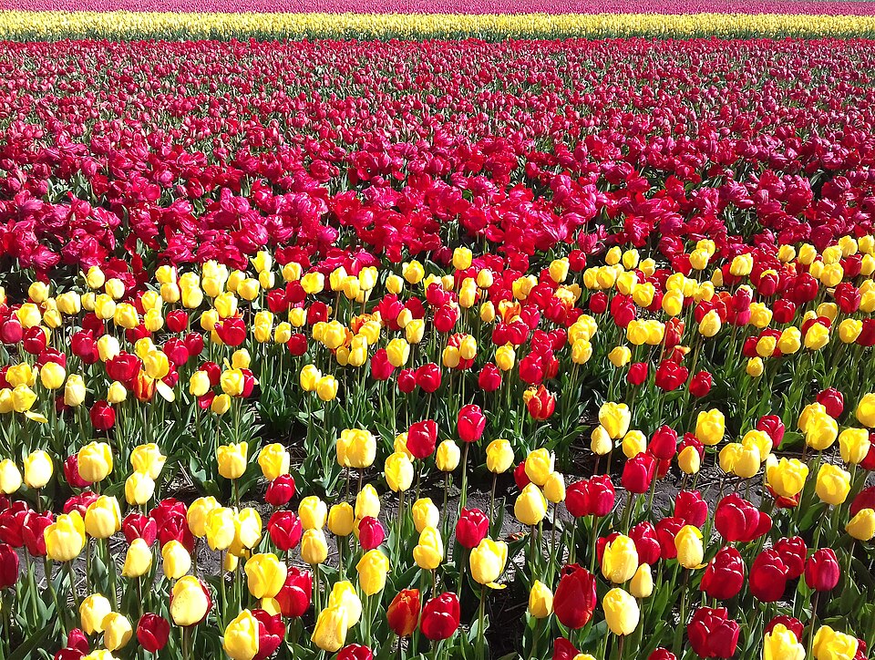 Campo de tulipanes cerca de Hillegom, fotografía ilustrativa de la región de Tulip Barn